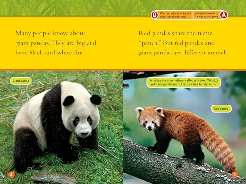 Comparison of a giant panda and a red panda with descriptive text.