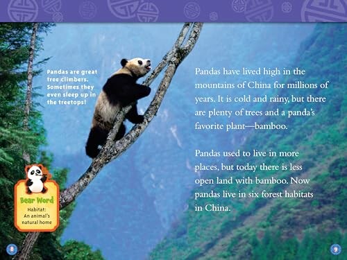 Panda climbing a tree in a forested mountain area.