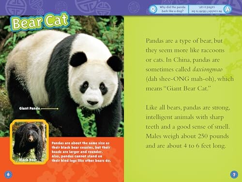 Informational page about pandas, comparing them to raccoons and bears.